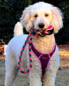 Adult Cokapoo dog standing with a toy in his mouth