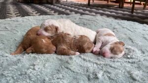 Four Cavapoo puppies sleeping togther on a grey blanket