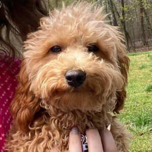 Close up picture of a beige Cavapoo dog