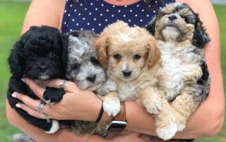 Four Cavapoo puppies being help in two arms lined up next to each other