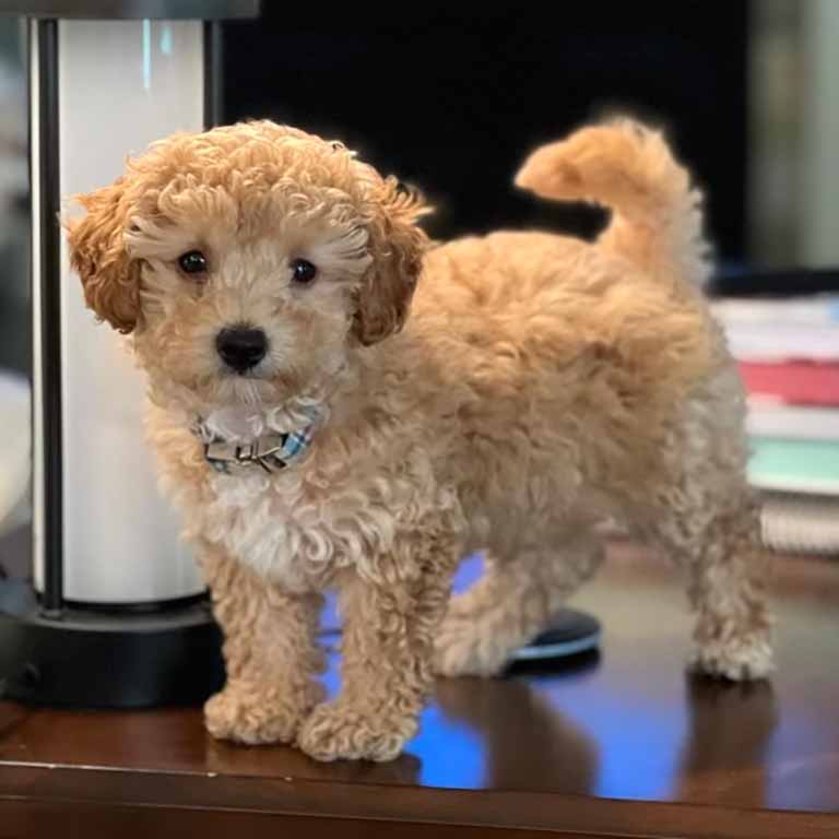 Beige Cavapoo puppy standing 