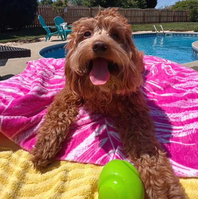 Drk brown Cavapoo adult dog by the pool with tongue out