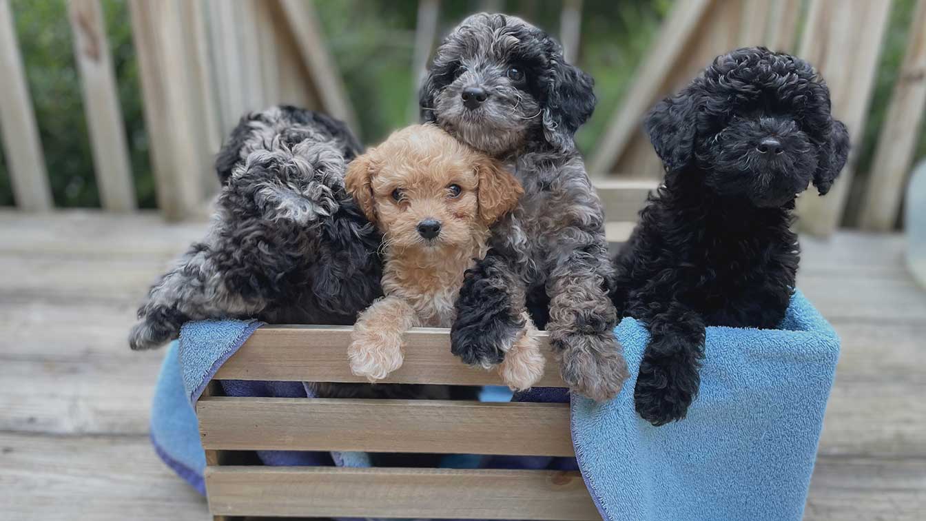 Four Cavapoo puppies sitting together inside of a wooden box