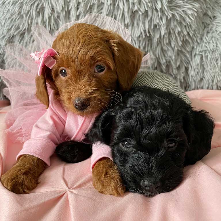 Two Cavapoo puppies, brown and black, cudling on a pink blanket