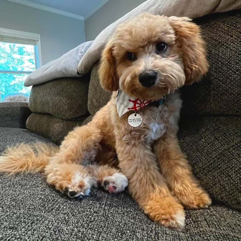 Beige and white Cavapoo sitting down on a grey couch