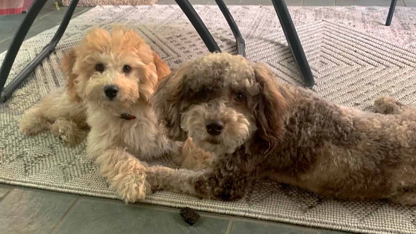 Two Cavapoo puppies laying down together