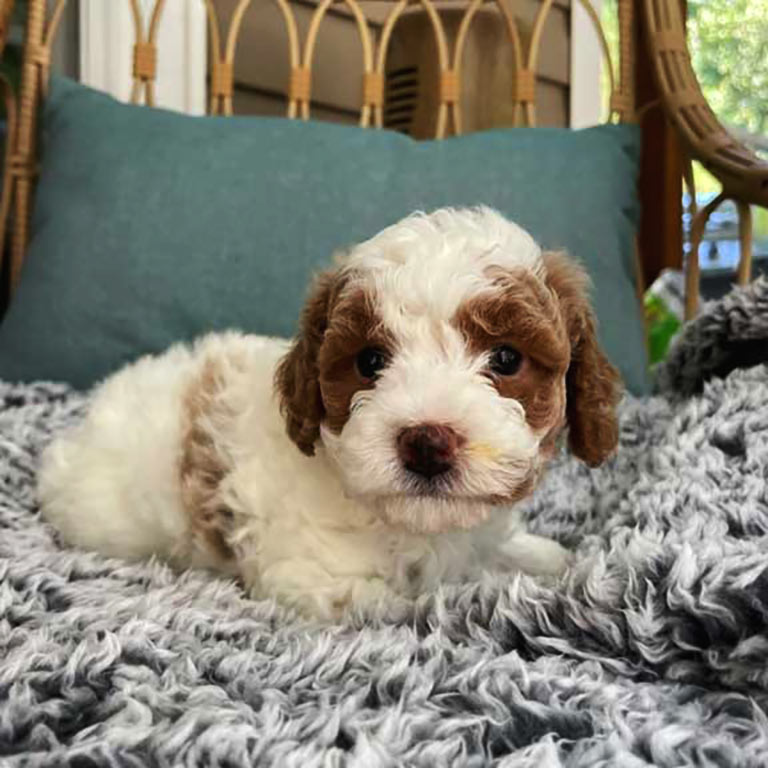 White and Brown Cavapoo puppy laying down on a blanket