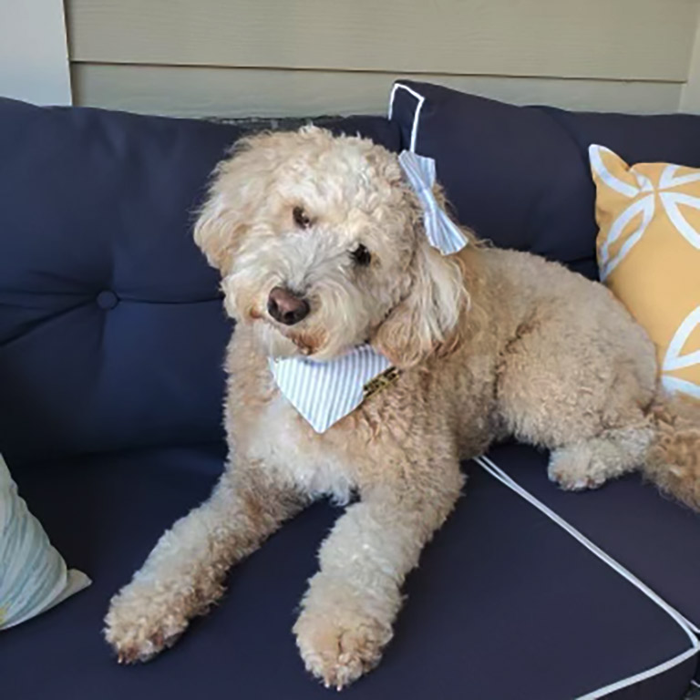 Adult white dog with a bow and hankerchiief laying down on a dar blue couch