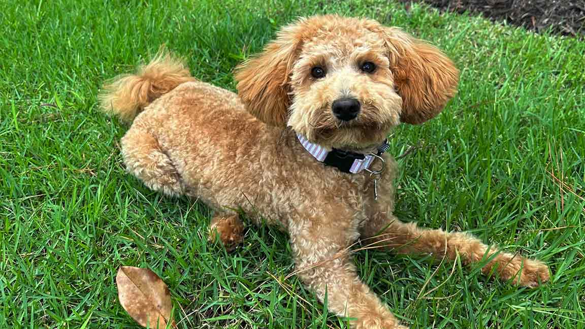 Beige Cavapoo adult dog laying down in the grass