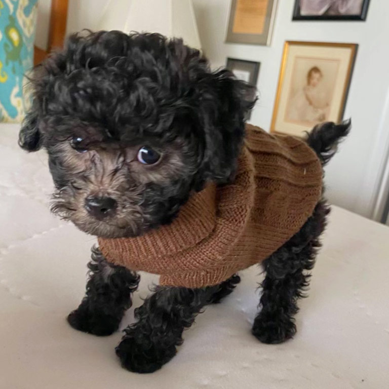 Black puppy wearing a brown sweater standing