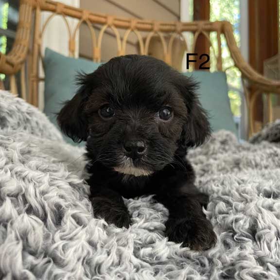 black toy cavapoo