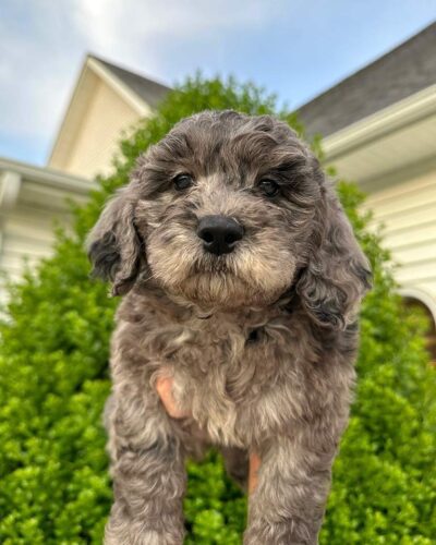 Puppy being held in the air with green and blue natural background