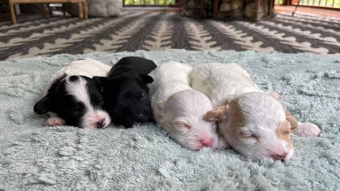 Four Cavapoo puppies sleeping together in line on a blanket