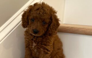 Brown Cavapoo puppy sitting on stairs