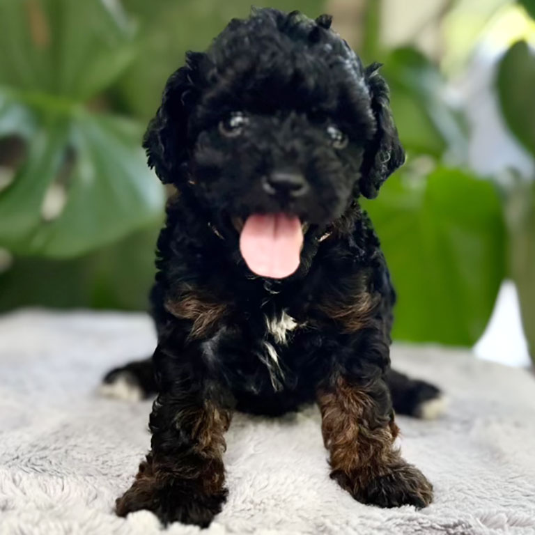 Black Cavapoo puppy sitting on a blanket