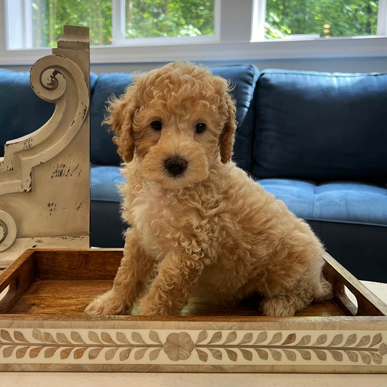 Beige Cavapoo puppy sitting on top of a frame