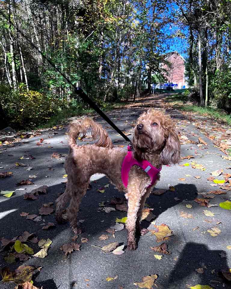 Cavapoo adult dog on a walk oustide