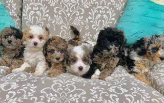 Six Cavapoo puppies lined up on a couch