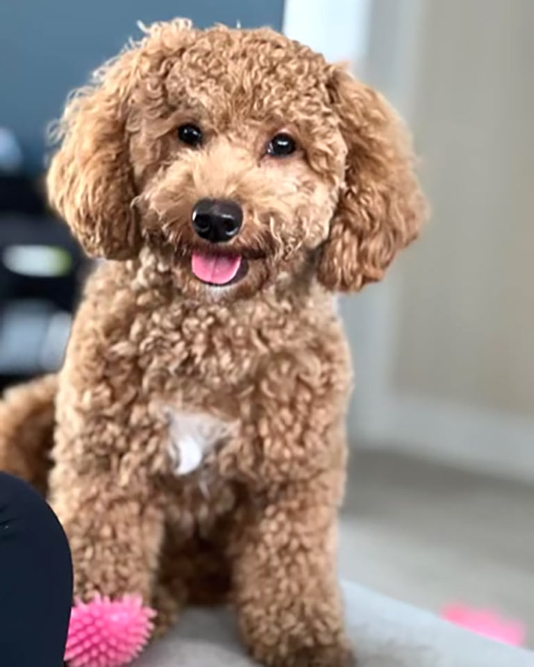 Light brown Cavapoo puppy sitting with tongue out with at a regular Cavapoo cost