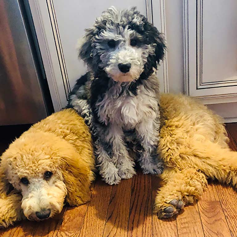 Two Cavapoo adult dogs, one laying and the other on top of him