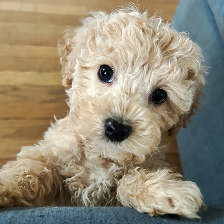 white Cavapoo puppy zoomed in on the head, how much should I pay for a Cavapoo