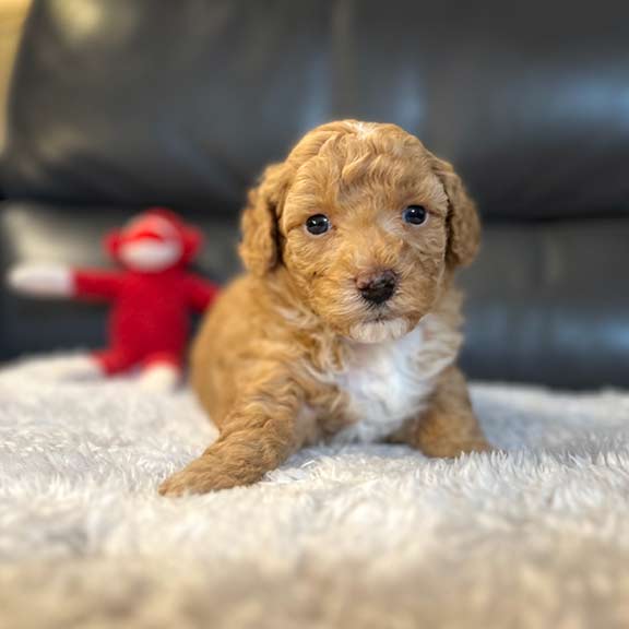 Jones Farm Puppies Cavapoos