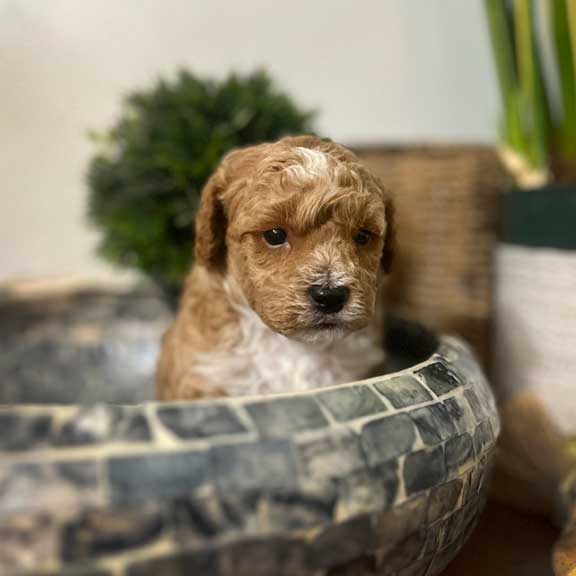 Jones Farm Cavapoos