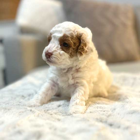 Toy Cavapoo Puppy Jones Farm Puppies