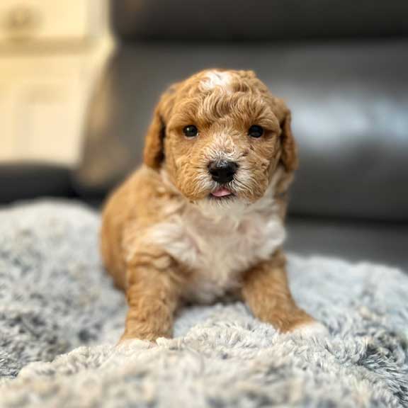 Mini Cavapoo puppy 4 weeks at Jones Farm Puppies