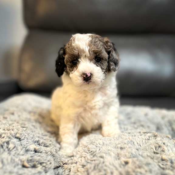 Parti Cavapoo 4 weeks old