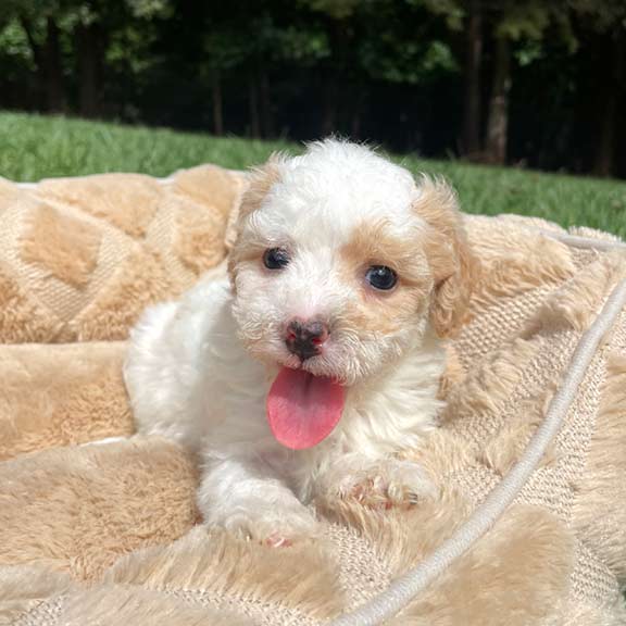 White and brown Cavapoo puppy laying down on a beige dog bed