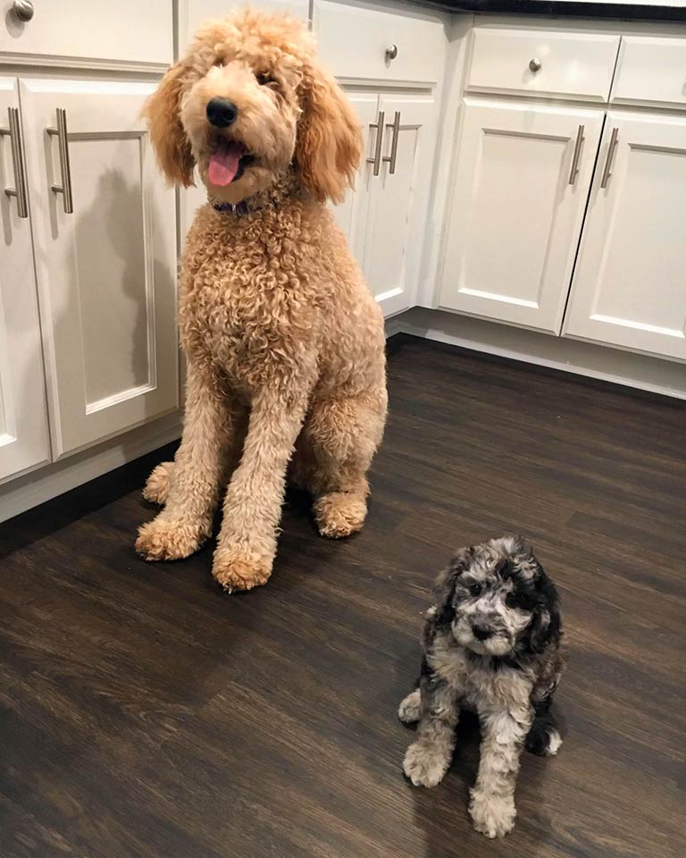 Adult dog and mini Goldendoodle standing next to each other