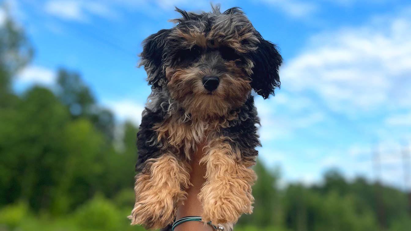 Puppy being held in the air with blue sky background