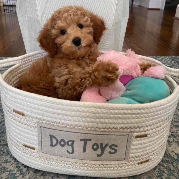 Brown Cavapoo puppy sitting inside of a white dog toys box