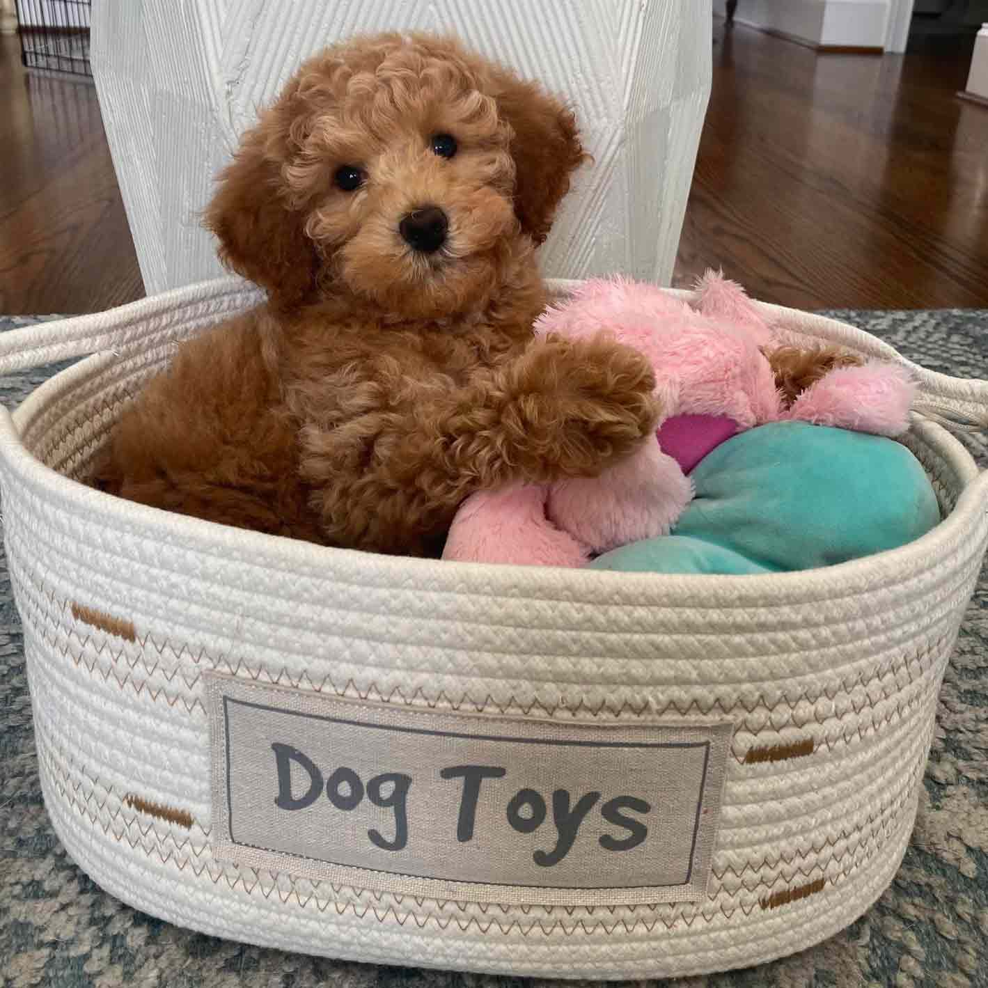 View of Puppy Kindergarten - Jones Farm Puppies | Nationwide Delivery Available