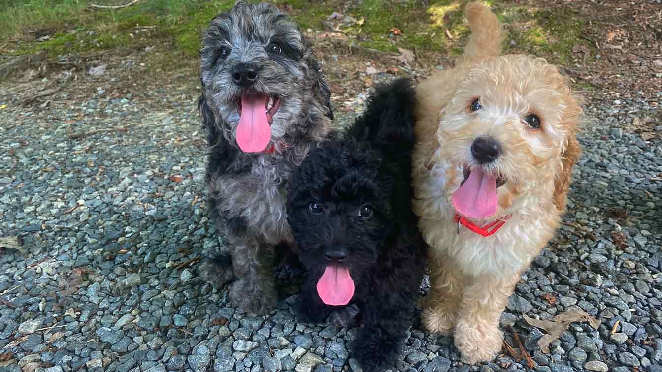 Three puppies sitting outside with their tongue out