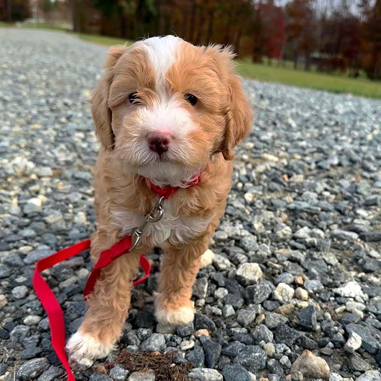 Light brown and white Cavapoo puppy sitting outside on a red leash 