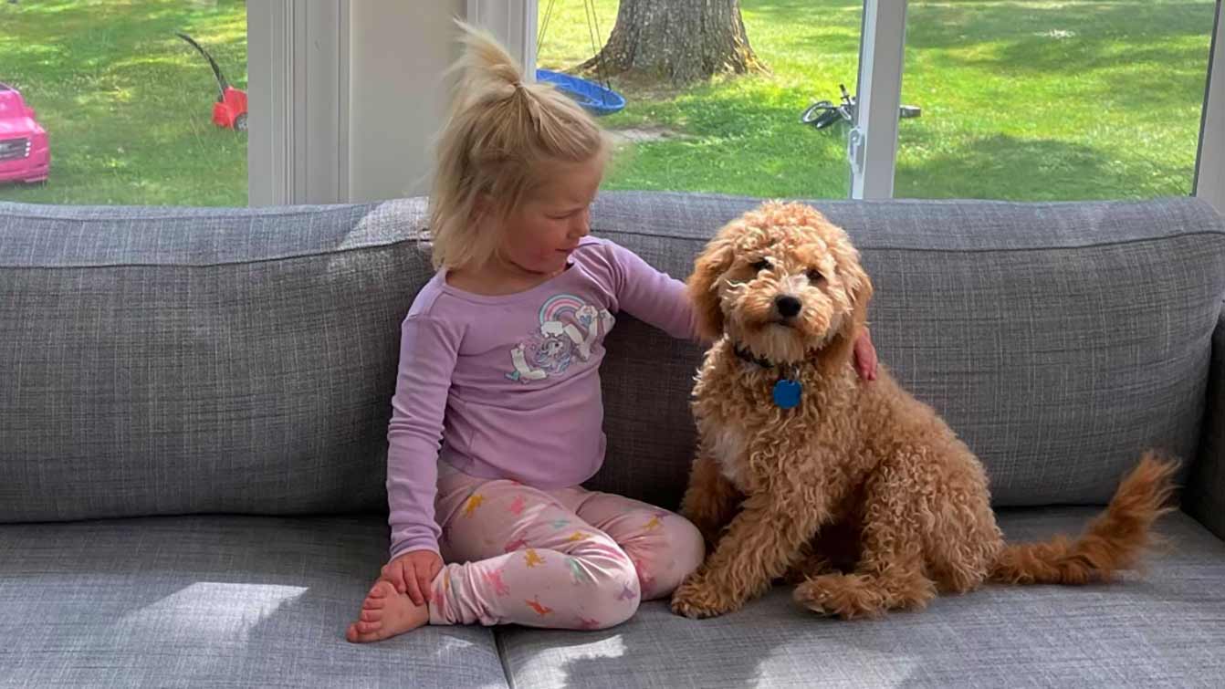 Litlle girl petting a Cavapoo puppy on a couch