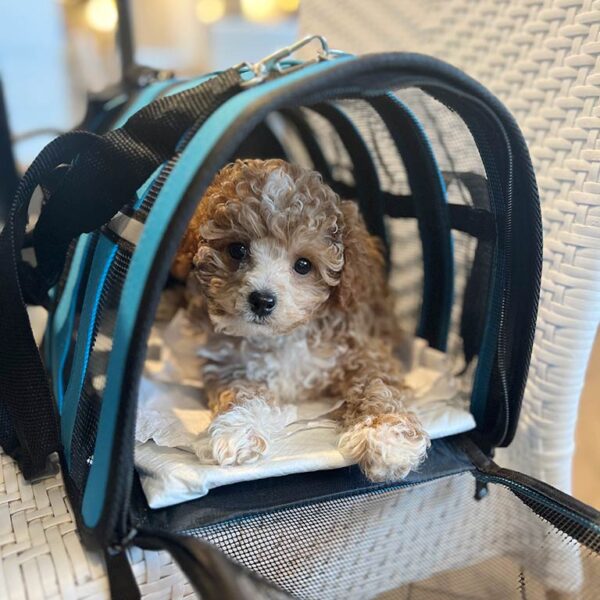 Cavapoo puppy inside of a travelling bag