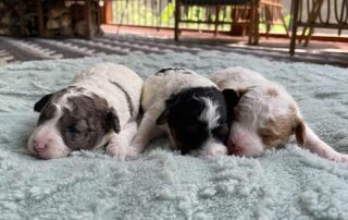 Three Teacup Cavapoo puppies sleeping on a blanket