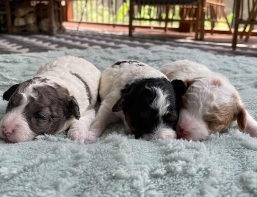 Teacup Cavapoo: A Perfect Pint-Sized Pup