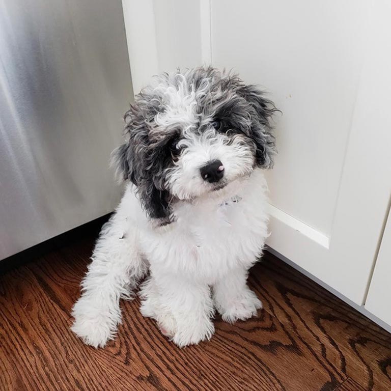 Black and white Cavapoo puppy sitting