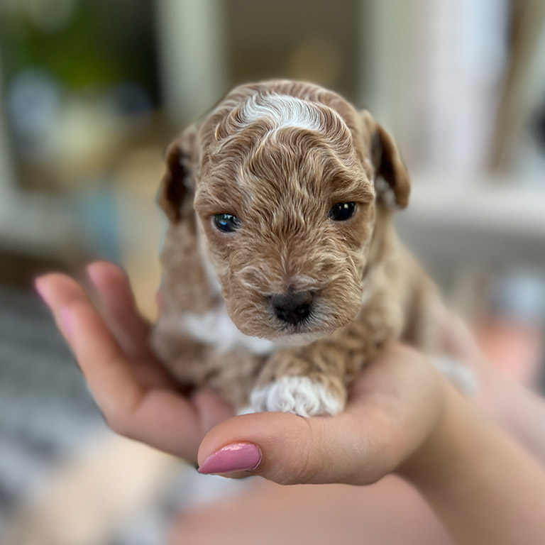 Puppy Tecup Cavapoo held in a hand