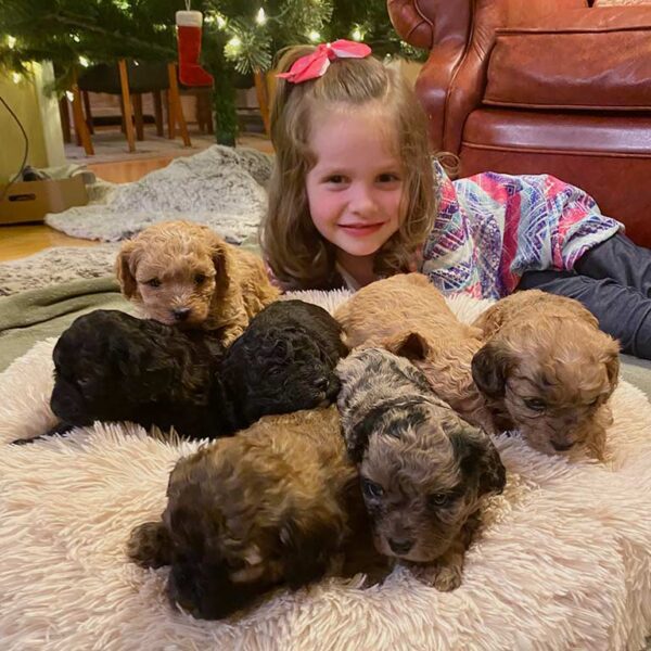 Little girl laying down next to five puppies