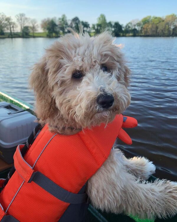 White Cavapoo with an orange life jacket standing on a boat 