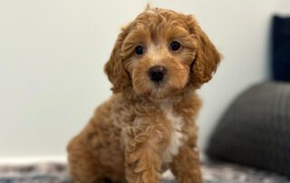 Cavapoo puppy available at Jones Farm