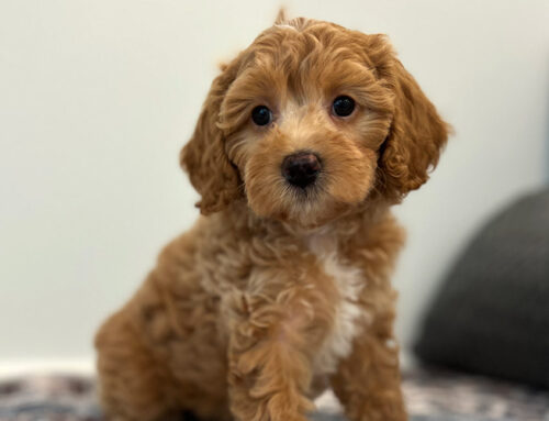 What Is a Cavapoo? Discover Your Dream Dog