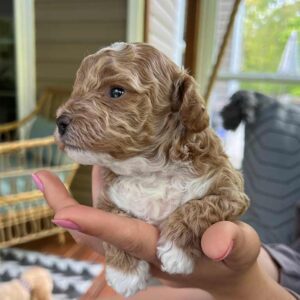 Cavapoo puppy being held in a hand