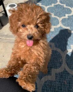 Puppy Cavapoo standing outside