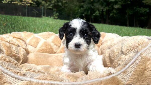 Jones-Farm-Cavapoo Puppies Cavapoo black and white